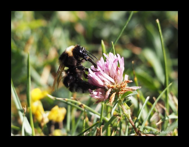 bourdon insectes