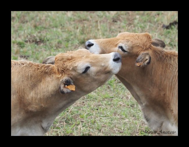 vaches 2 autres