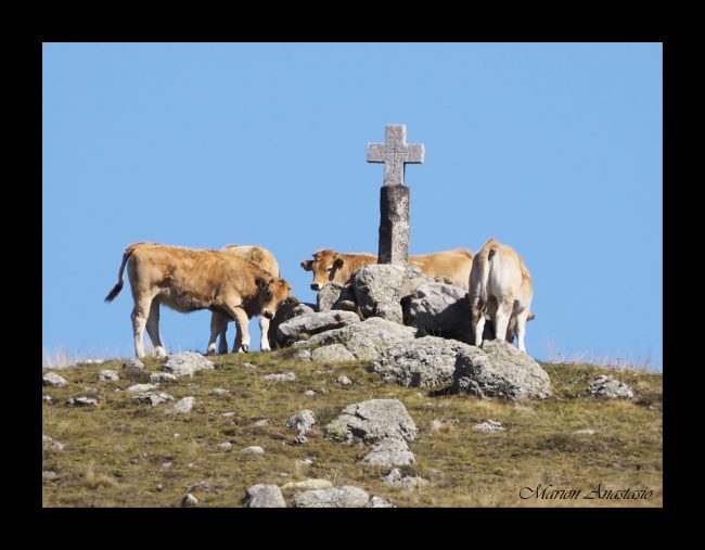 vaches autres