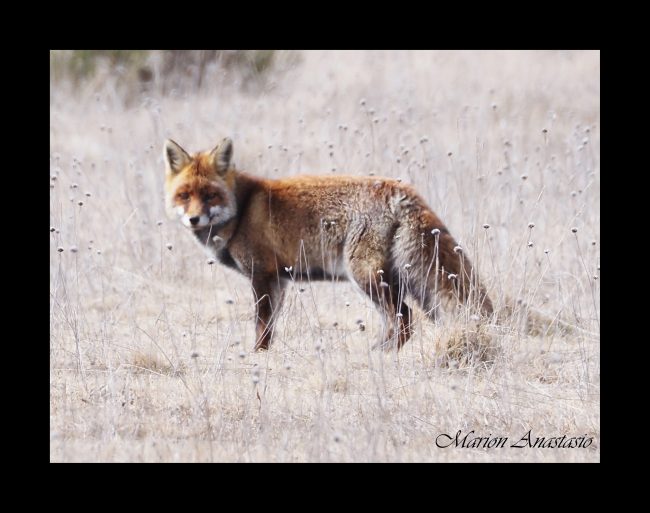 renard première rencontre