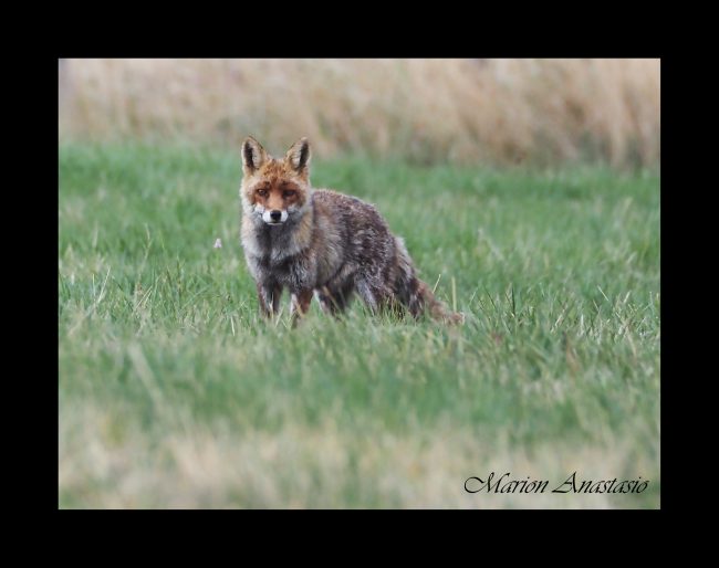 renard