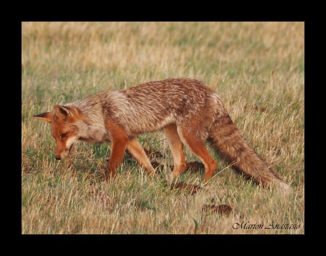 renard28