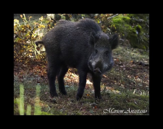 sanglier autres